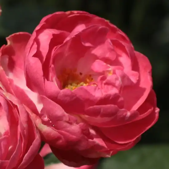 30-70 cm - Trandafiri - Dick Koster™ - 